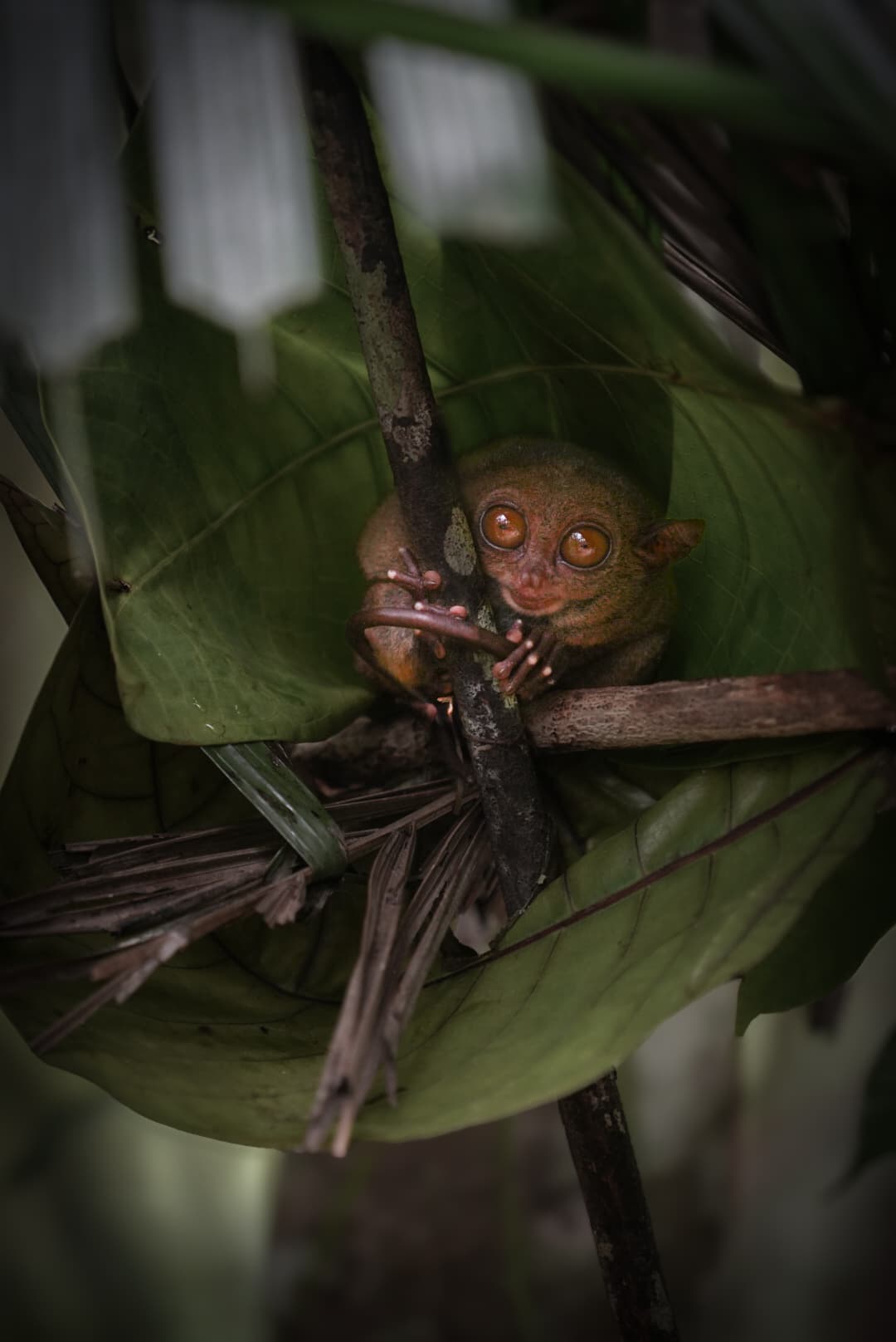 Tarsier peeking out from tropical leaves